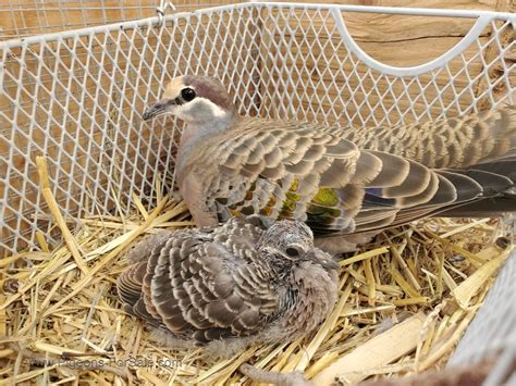 Limited availability. . Doves for sale in minnesota